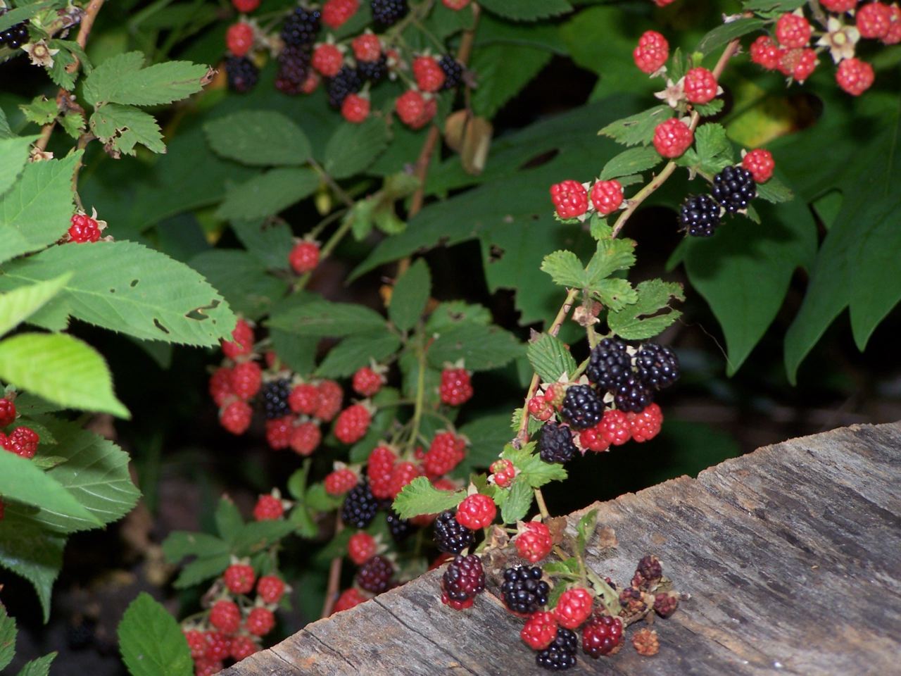 21_rasberries.jpg